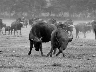 Wildebeest animals nature