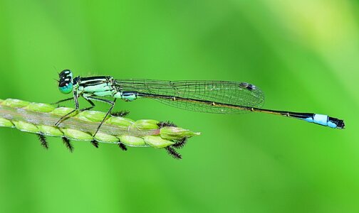 Dragonfly winged insect branch