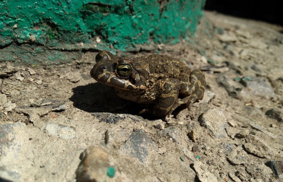 Tsarevna croak excavation