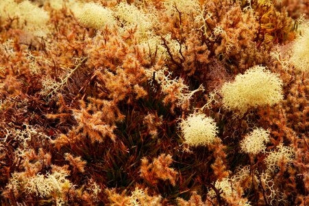 Texture forest macro