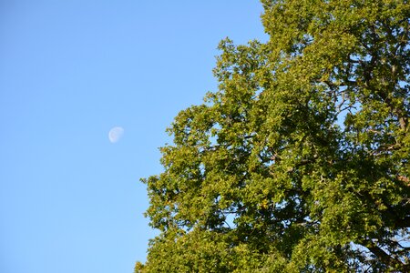 Moon today forest photo
