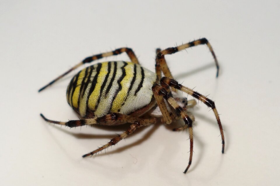 Nature animal world yellow