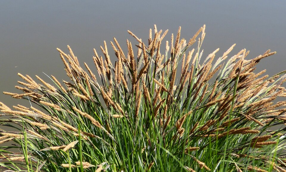 Bamboo grassedit this page grasses halme