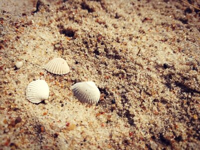 Seashell scallop nature