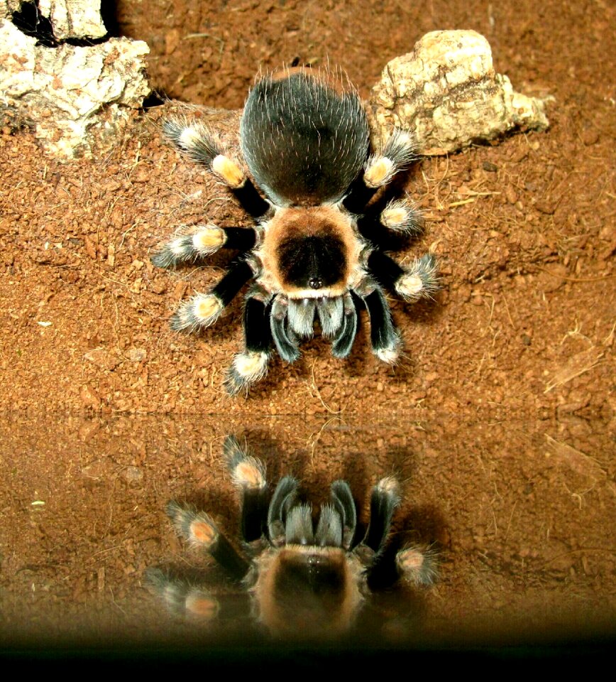Tarantula brachypelma smith