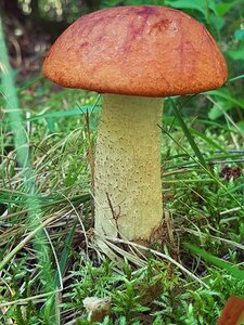Forest aspsopp nature