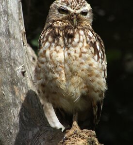 Animal brown owl