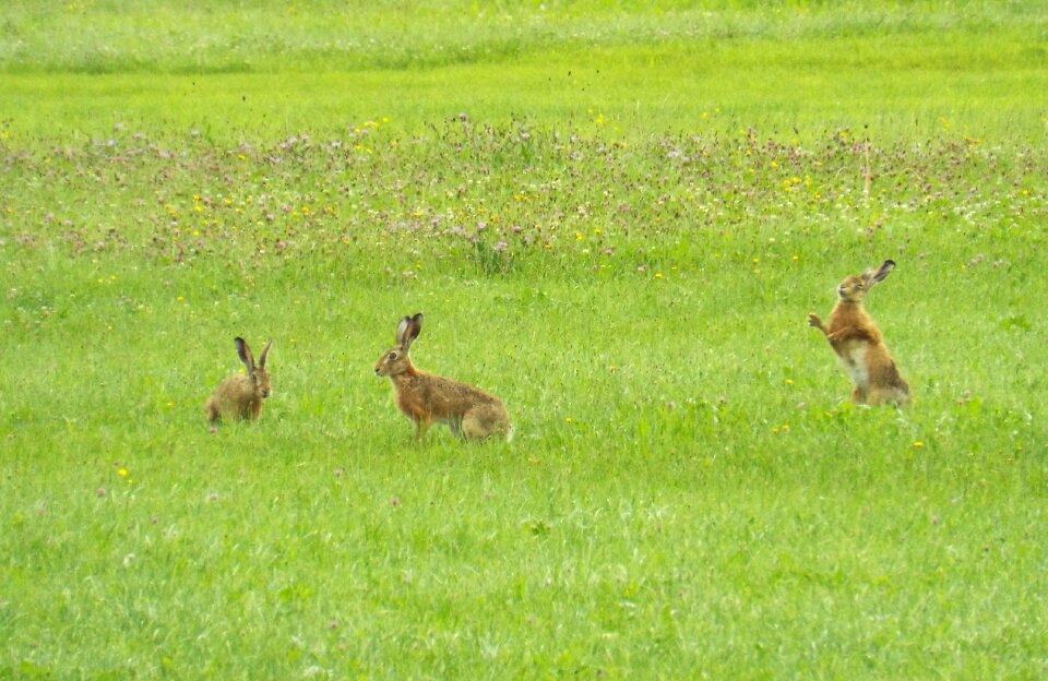 Nature cute freilebend