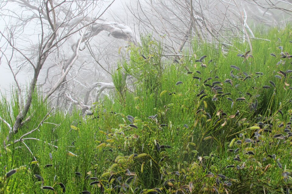 Fog green and grey madeira