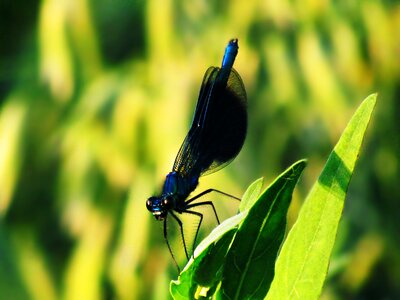 Summer nature wings