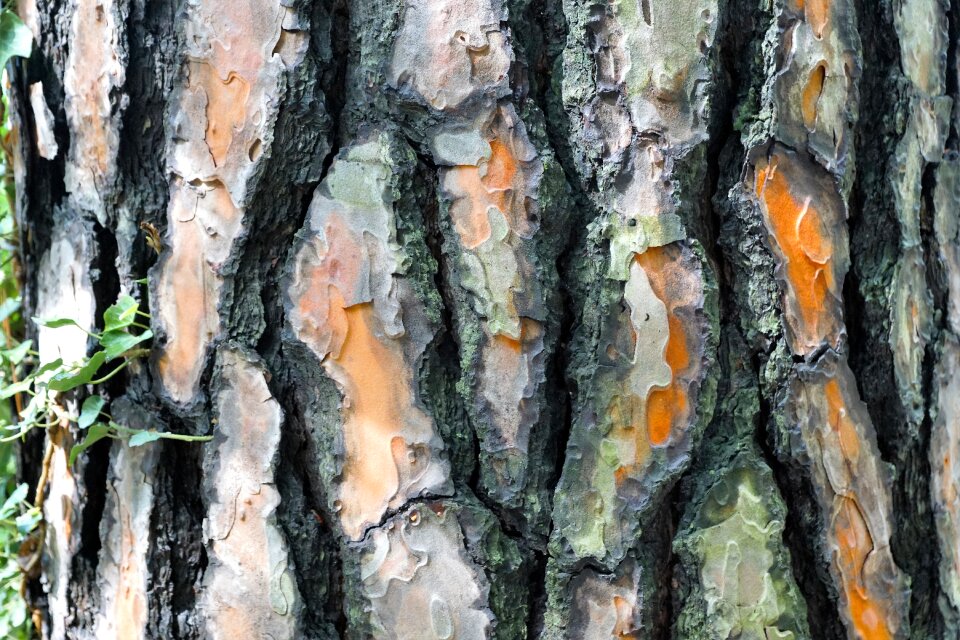 Forest conifer nature