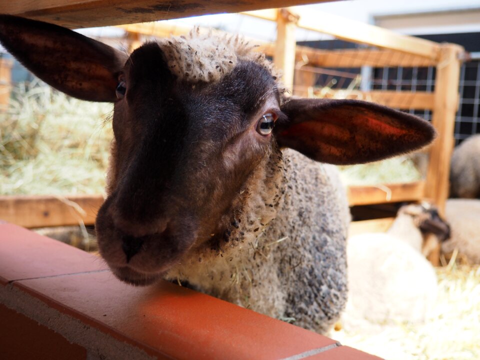 Animal stall young sheep