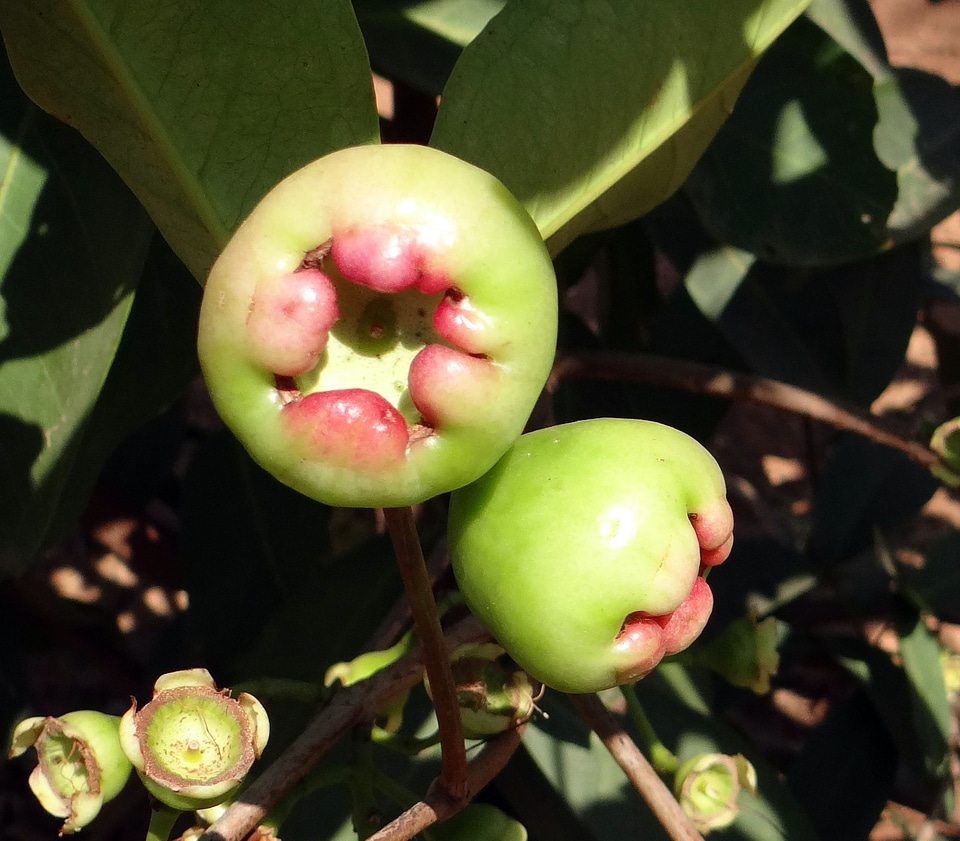 Fruit tropical karnataka