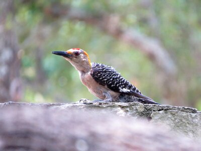 Wildlife woodpecker
