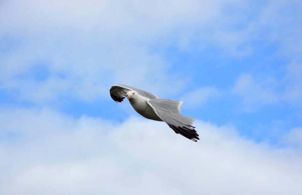 Sea free image wildlife bird