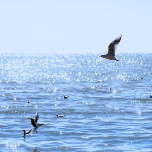 Seagull natural birds