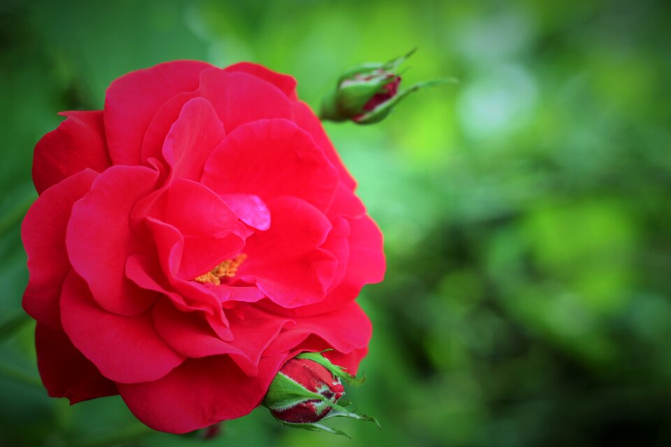 Bloom nature rose blooms
