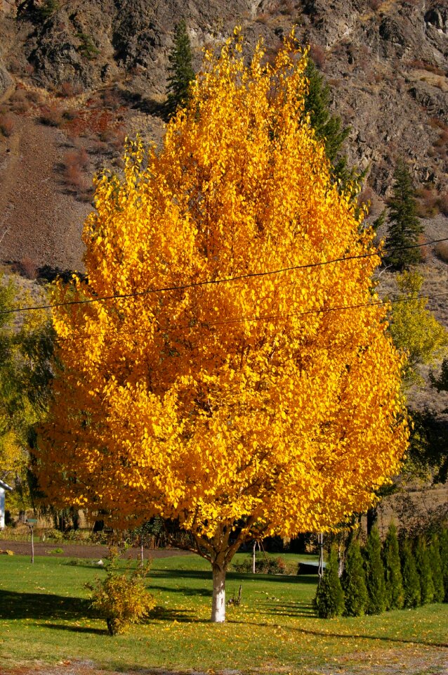 Birch sunlight