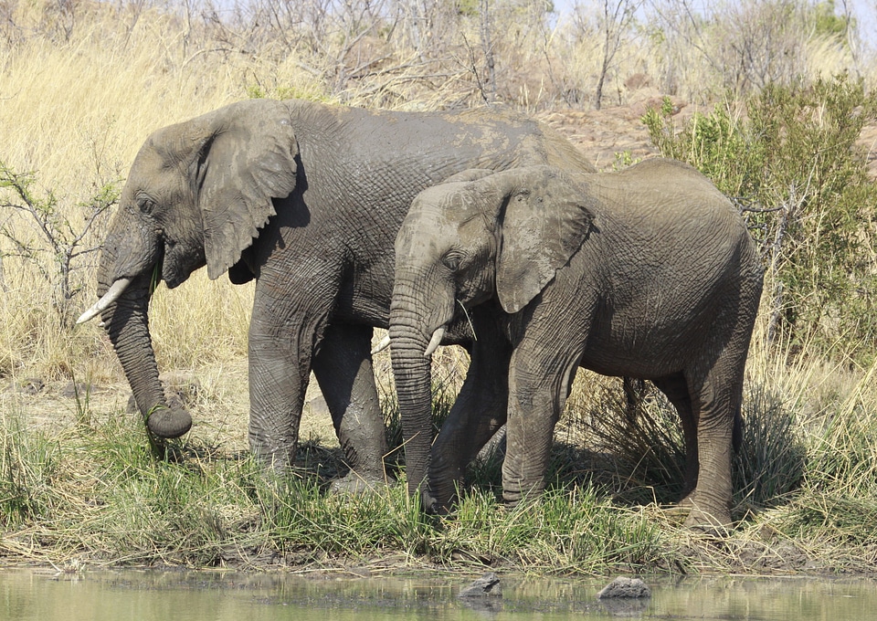Wildlife nature animal world
