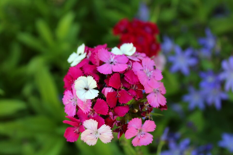 Dianthus plant pink