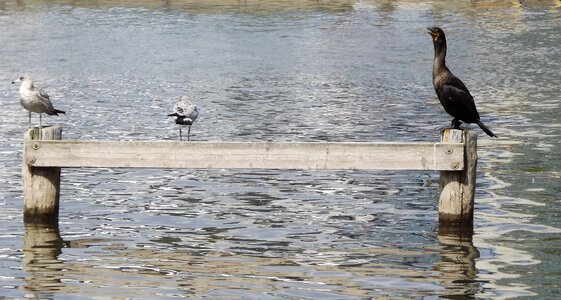 Black wild birds water birds
