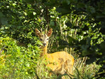 Young animal attention forest animal
