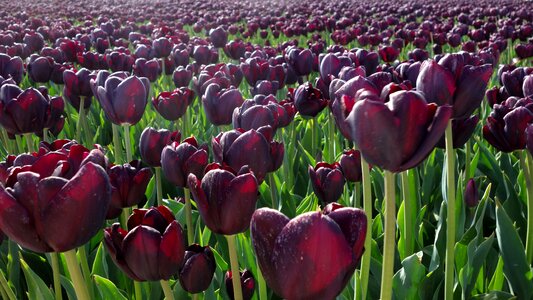 Bulb plant tulip photo
