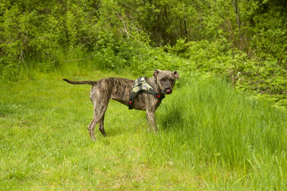 Summer race problem dog