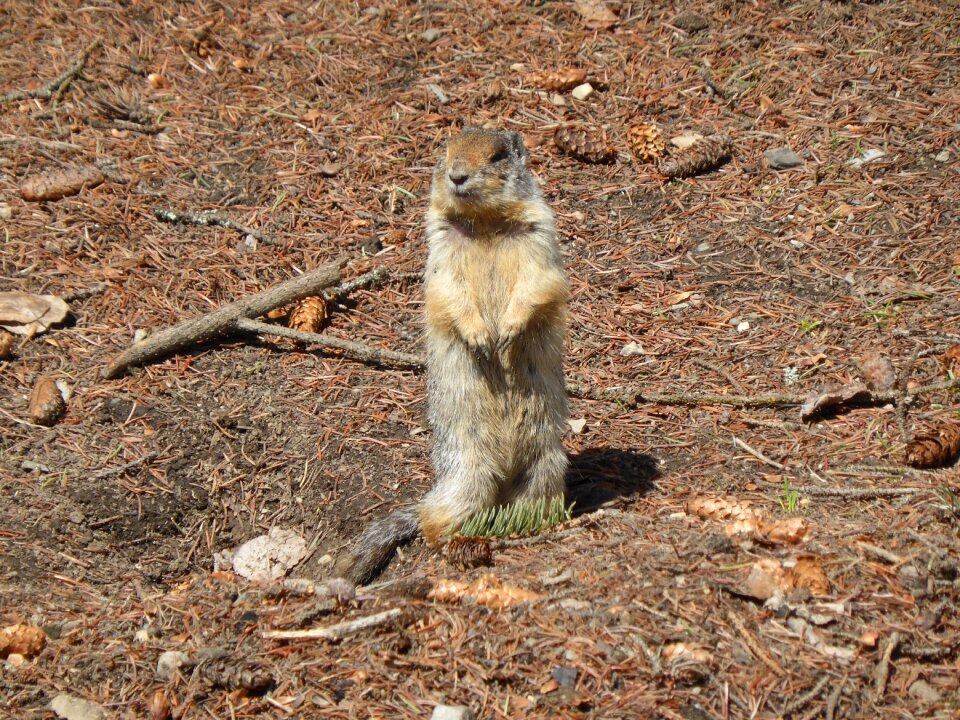 Canada rodent coat