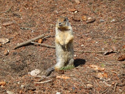 Canada rodent coat