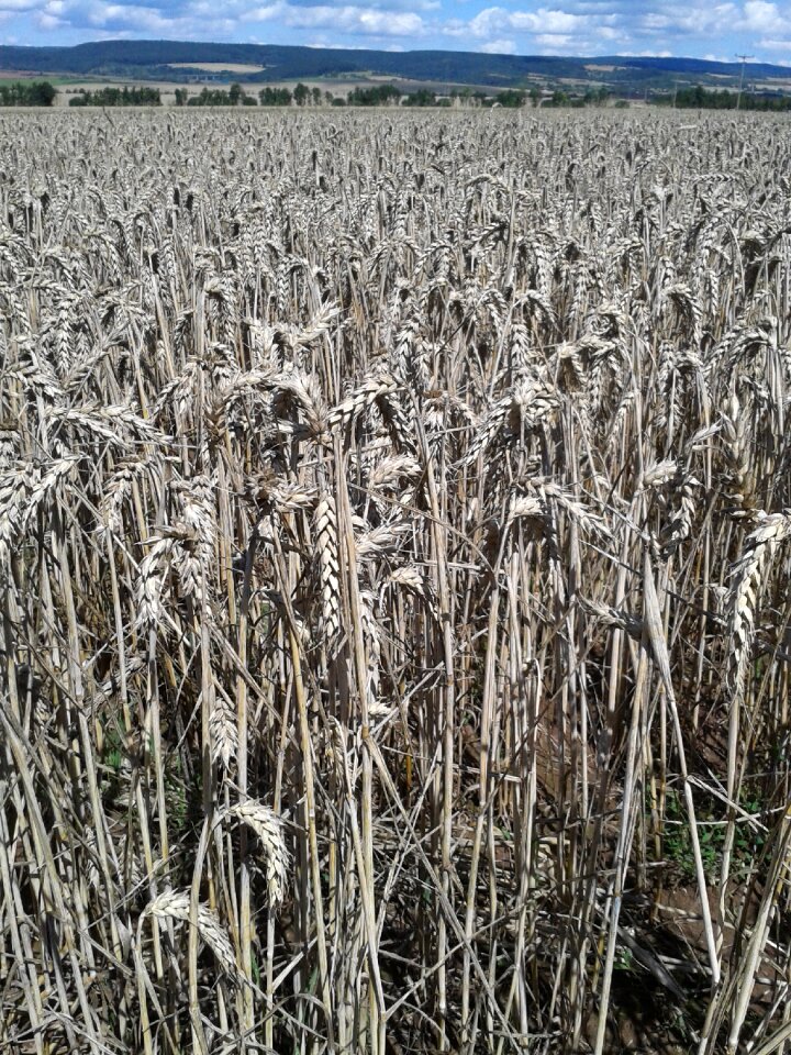 Cereals grain agriculture