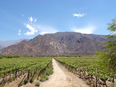 Cafayate salta argentina