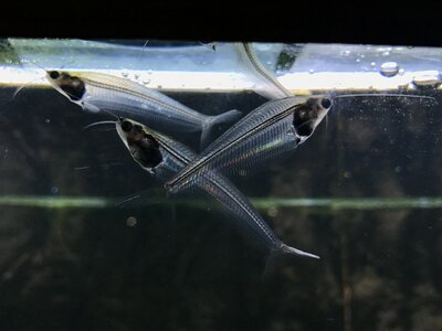 Freshwater fish transparent fishbone