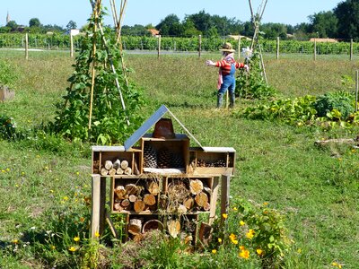 Insects hotel for insects beans