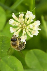 Klee bee on clover flower white clover flower photo