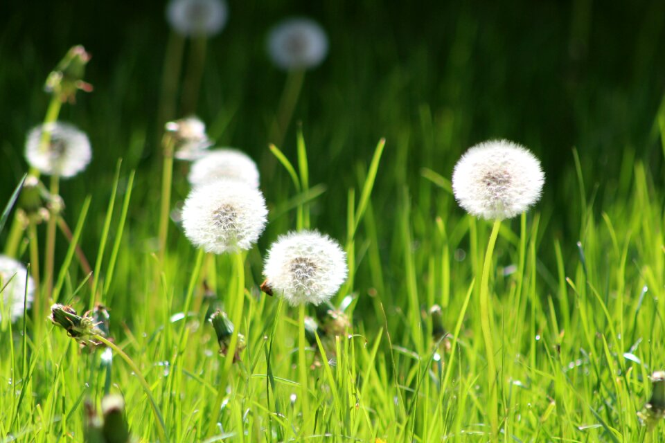 Nature fields landscape