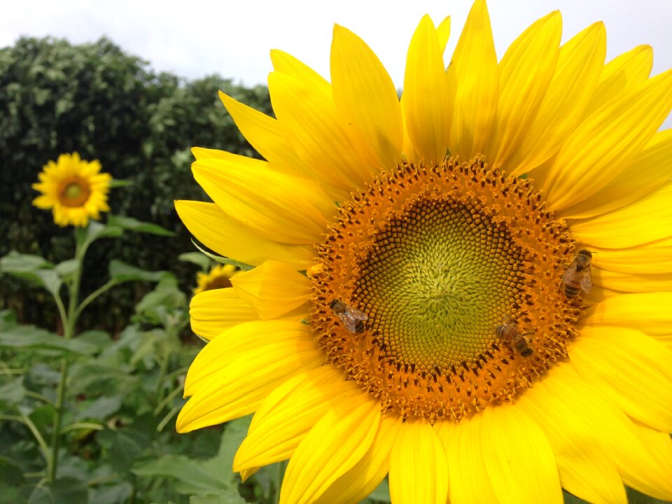Flower sunflower field