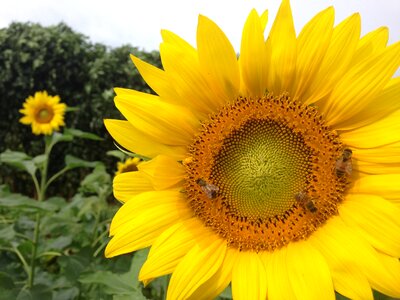 Flower sunflower field photo