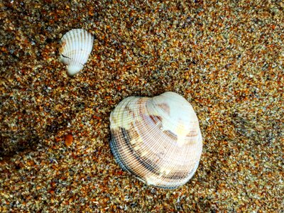 Shell clam sand photo