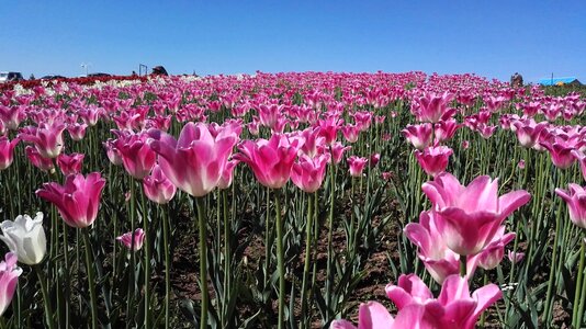 Tulip fresh purple tulips under the blue sky flower photo