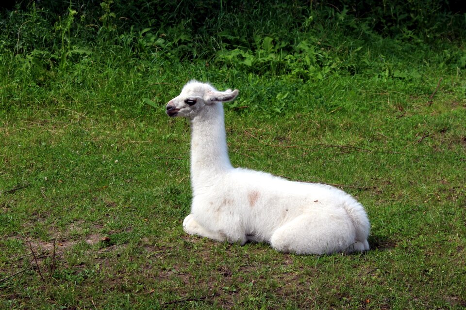 Animal fauna mammal
