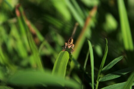 Macro dragonfly canon photo