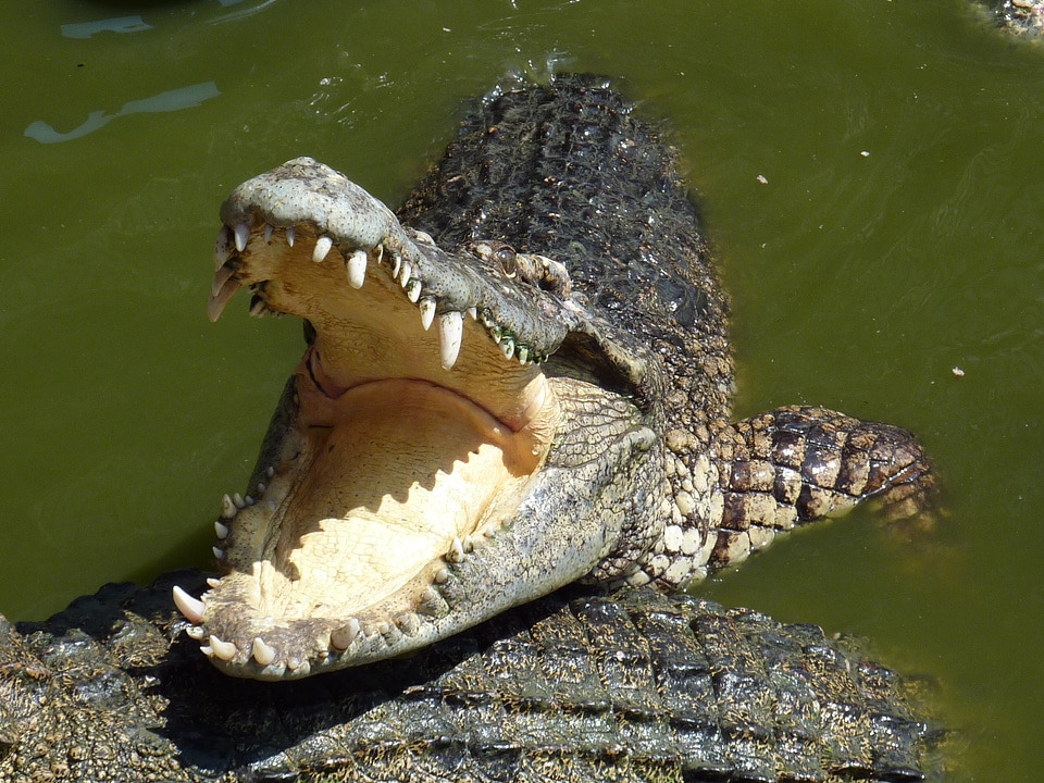 Feeding close up scale