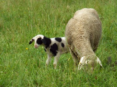 Sheep pasture cute photo
