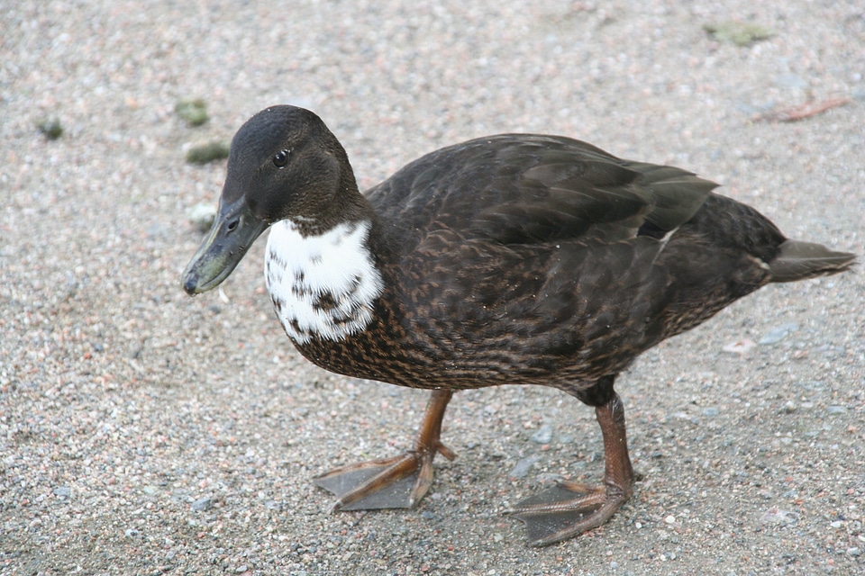 Walking brown anas platyrhynchos