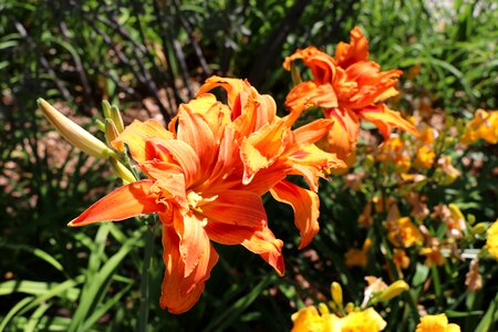 Petals garden summer photo