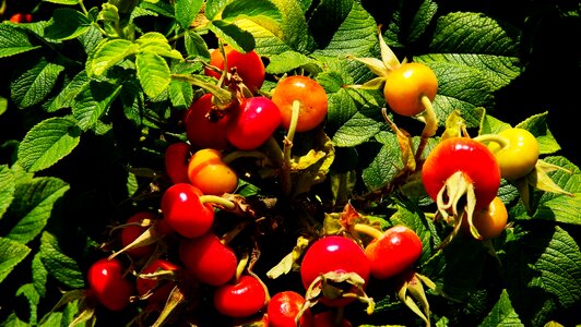 The fruit of the rose red nature