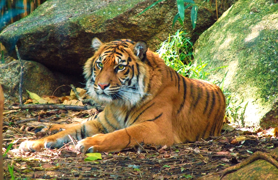 Wildlife resting relaxing