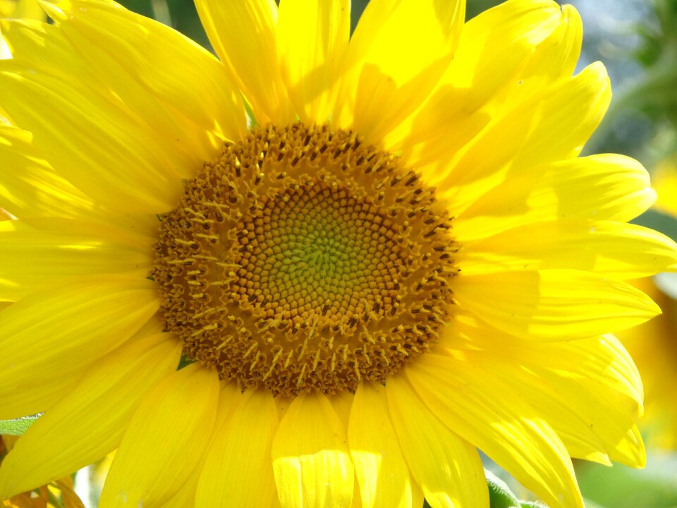 Nature yellow plant