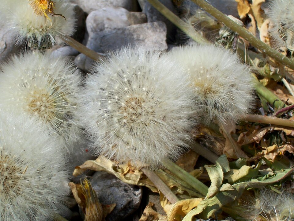 Summer transience dandelion